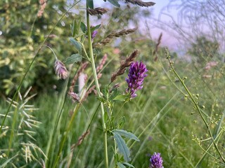 purple flowers in the garden