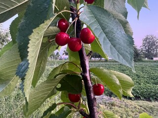 cherry tomatoes ripening on the vine