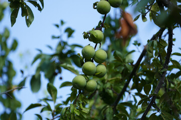 Many green plums on the plum tree,