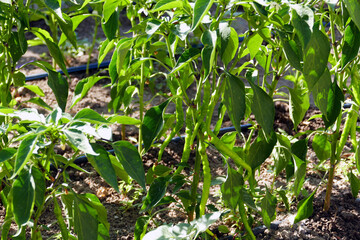 Close-up of peppers forming on natural pepper seedlings planted in the garden,
