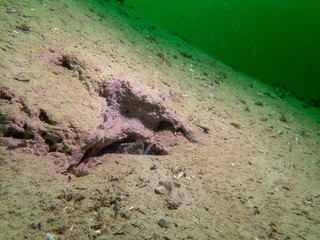 In the Quiet Depths of a Lake, a Crayfish Finds Refuge in a small Underwater Cavern