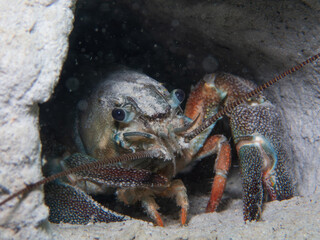 In the Quiet Depths of a Lake, a Crayfish Finds Refuge in a small Underwater Cavern
