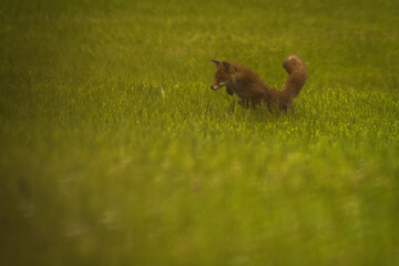 Aufnahme eines Rotfuchse bei der Futtersuche in seinem Habitat.