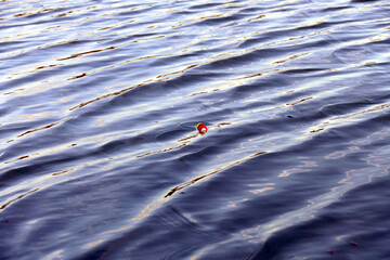 colorful fishing float floating in the water.The fish moves the fishing float,