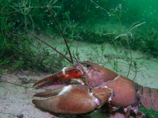 Lone Crayfish Roaming a Murky Freshwater Floor