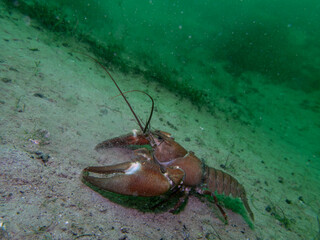 Lone Crayfish Roaming a Murky Freshwater Floor