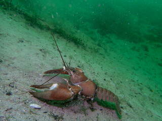 Lone Crayfish Roaming a Murky Freshwater Floor