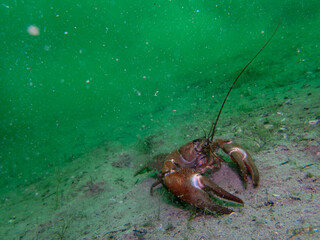 Lone Crayfish Roaming a Murky Freshwater Floor