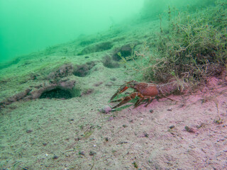 Lone Crayfish Roaming a Murky Freshwater Floor
