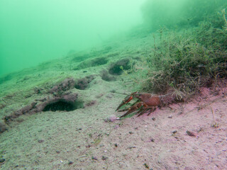 Lone Crayfish Roaming a Murky Freshwater Floor