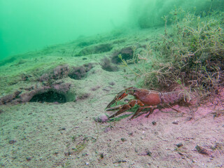 Lone Crayfish Roaming a Murky Freshwater Floor