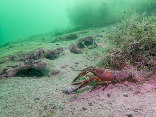 Lone Crayfish Roaming a Murky Freshwater Floor
