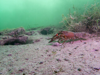 Lone Crayfish Roaming a Murky Freshwater Floor
