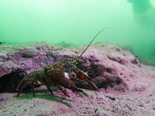 Lone Crayfish Roaming a Murky Freshwater Floor