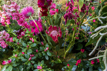 pink and white flowers