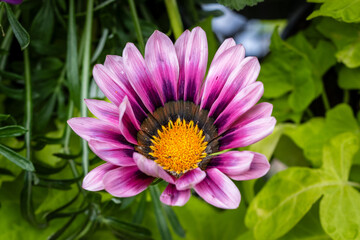 Fototapeta premium pink lotus flower