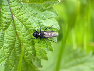 black fly on leaf flower garden summer