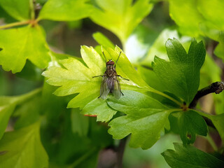 black fly on leaf flower garden summer