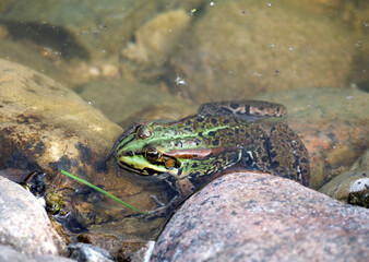 green frog in the water