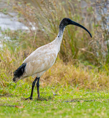 Ibis