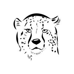 cheetah, vector sketch