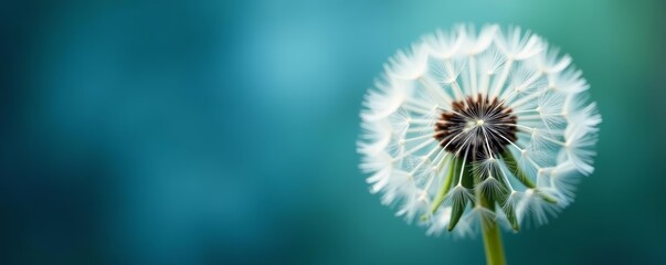 Soft focus dandelion closeup with abstract blue backdrop, flower, delicate, abstract