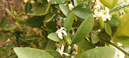 Honeybee Pollinating Citrus Blossom