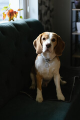 A charming beagle sits attentively on a cozy sofa, bathed in sunlight.
