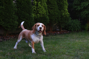 Happy, cute beagle posing in the garden