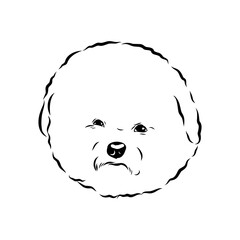 bichon frise, vector sketch