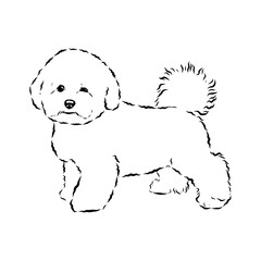 bichon frise, vector sketch
