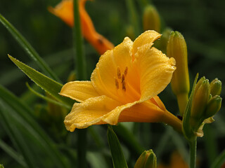 Lily, yellow flower in natural environment, in full bloom with dew drops, selective focus, decorative elegant flower on green grass background
