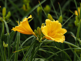 Lily, yellow flower in natural environment, in full bloom with dew drops, selective focus, decorative elegant flower on green grass background