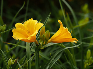 Lily, yellow flower in natural environment, in full bloom with dew drops, selective focus, decorative elegant flower on green grass background