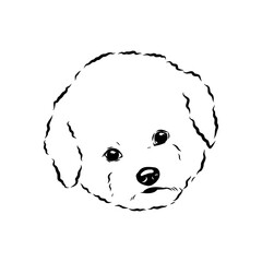 bichon frise, vector sketch
