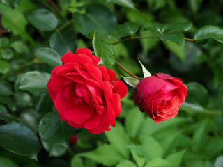 red rose on green leaves background in natural environment, in full bloom close up, selective focus, romantic and elegant flower, intimate and delicate