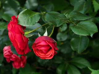 red rose on green leaves background in natural environment, in full bloom close up, selective...