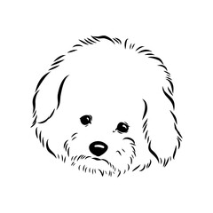 bichon frise, vector sketch