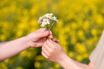 Two hands exchanging a small bouquet of daisies in a blooming summer field, symbolizing love, care, connection and tenderness, perfect for Mother's Day themes