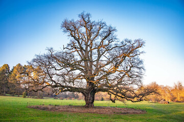 Chêne majestueux au cœur de la nature en hiver