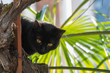 Portrait d’un jeune chat noir attentif