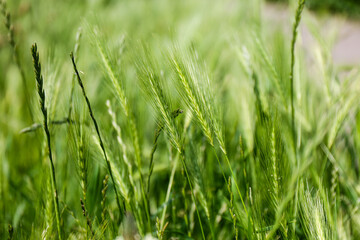 close - up view of fresh green grass in summer