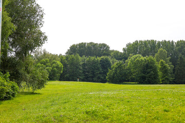 green meadow in the park