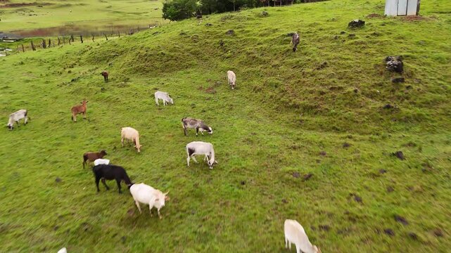 Aerial of cows running on green highland grass in rural Ng&auml;be-Bugl&eacute; terrain of Panama