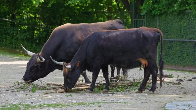 Heck cattle, Bos primigenius taurus, claimed to resemble the extinct aurochs. Domestic highland cattle