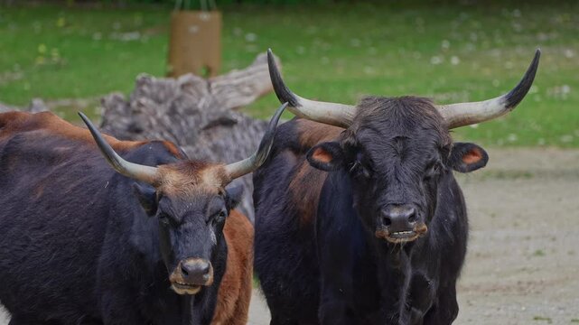 Heck cattle, Bos primigenius taurus, claimed to resemble the extinct aurochs. Domestic highland cattle