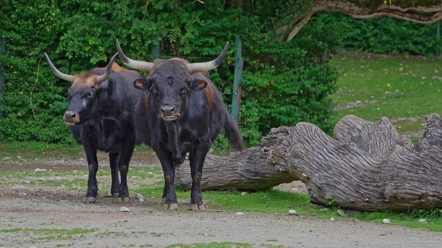 Heck cattle, Bos primigenius taurus, claimed to resemble the extinct aurochs. Domestic highland cattle