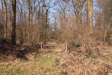 Frühling im Venner Moor bei Senden im Münsterland	