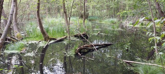 swamp in a forest