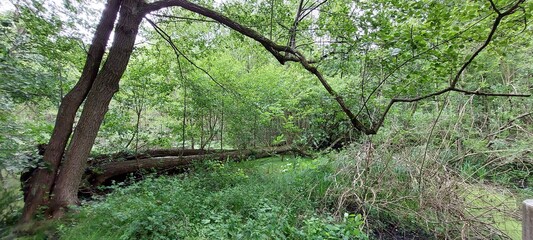 tree in the forest